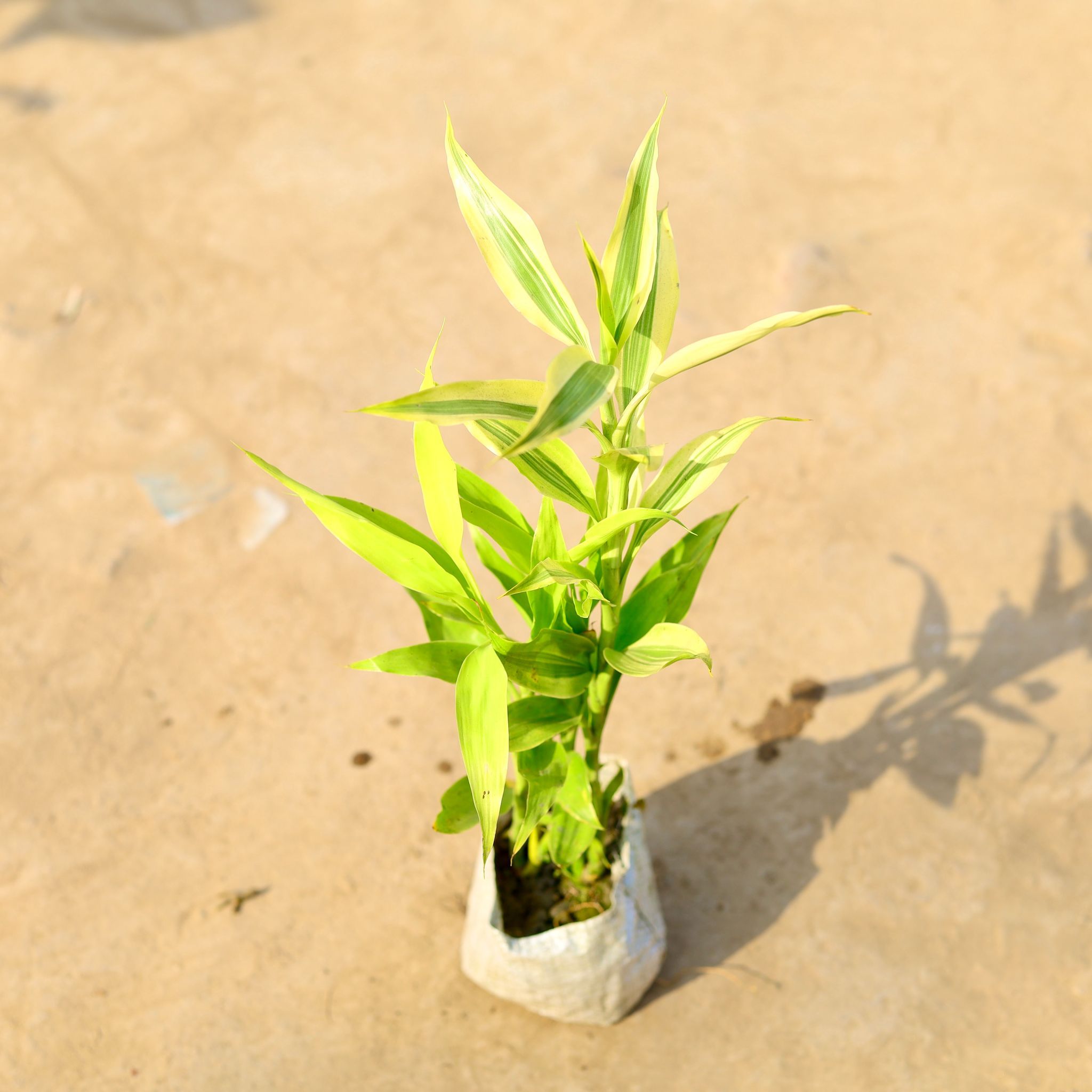 Golden Lucky Bamboo in 4 Inch Nursery Bag