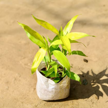 Buy Lucky Bamboo Golden in 4 Inch Nursery Bag Online | Urvann.com