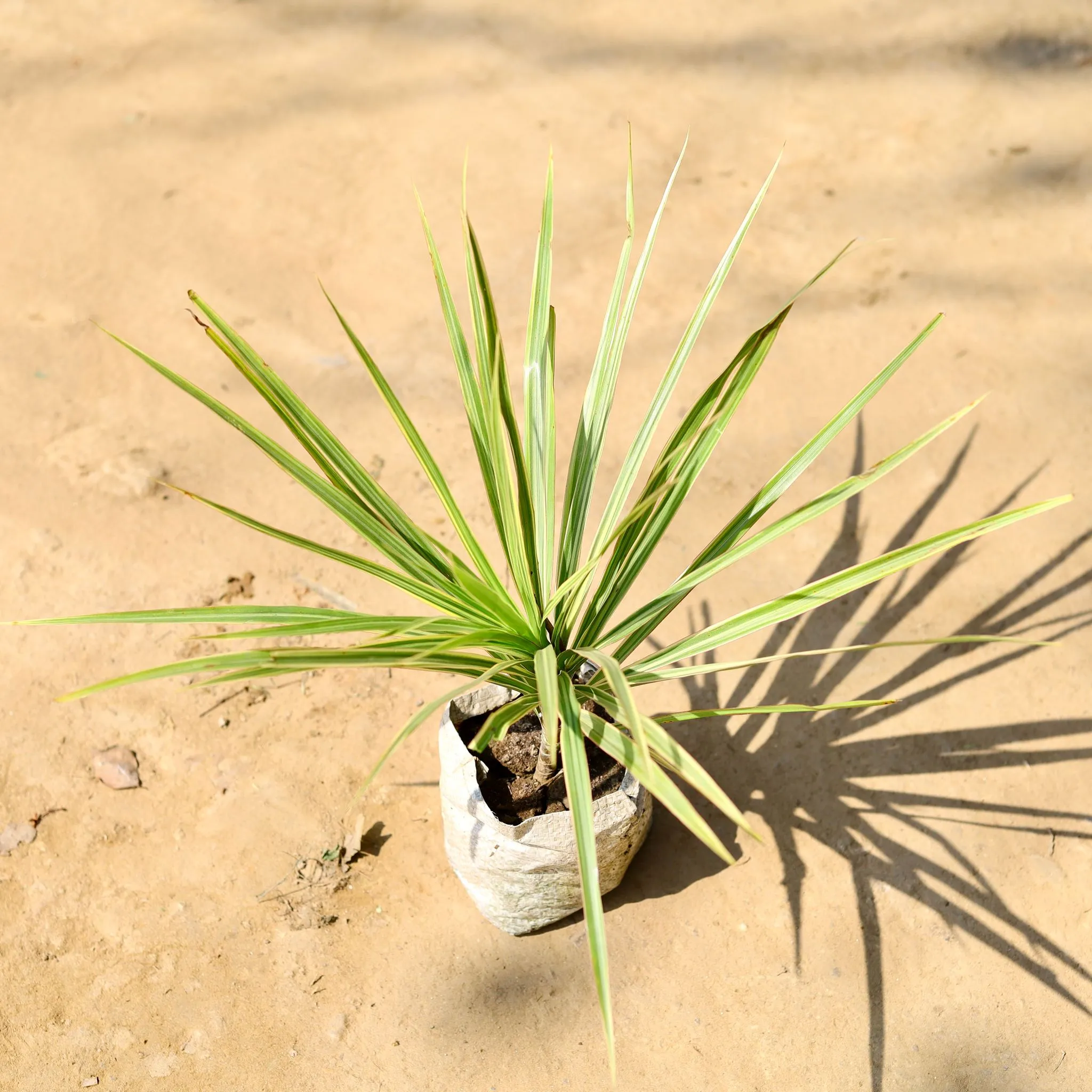 Dracaena Colorama / Marginata Green in 4 Inch Nursery Bag
