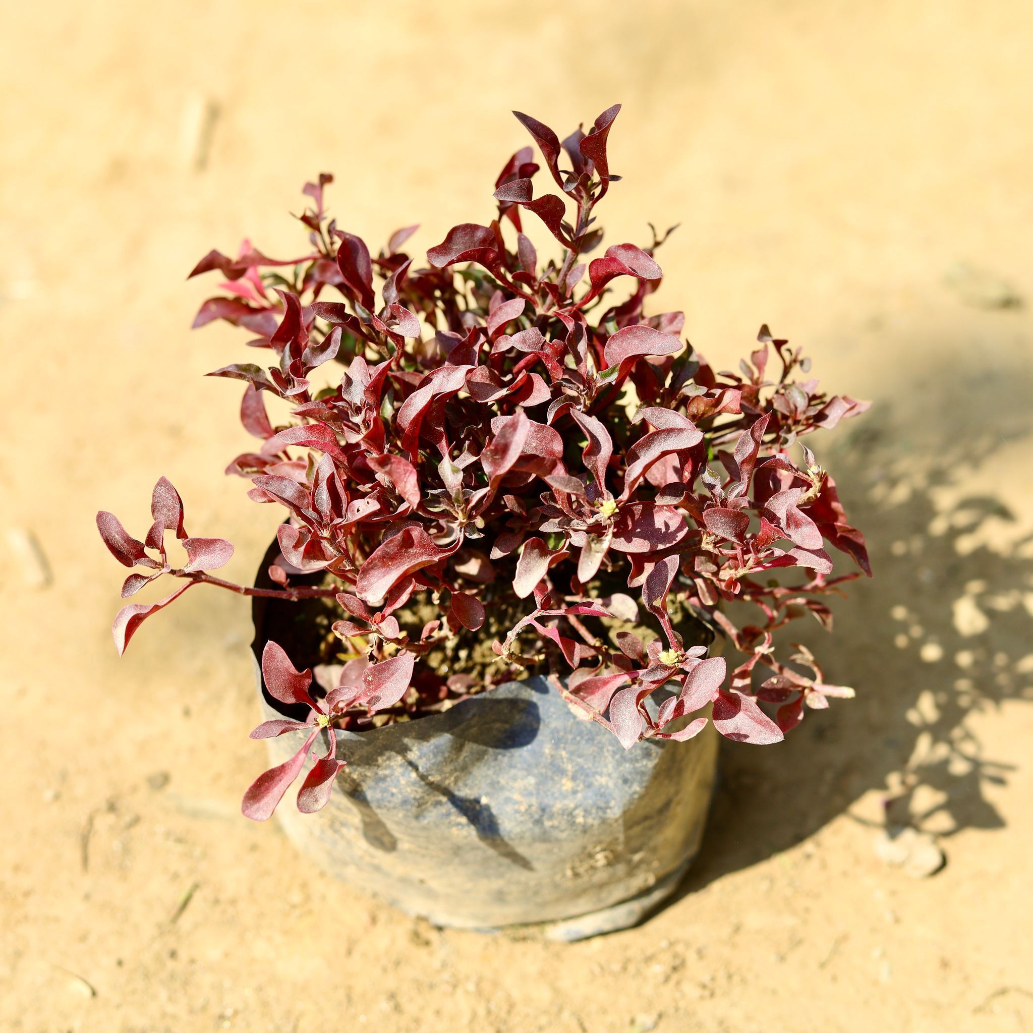Alternanthera Red in 4 Inch Nursery Bag