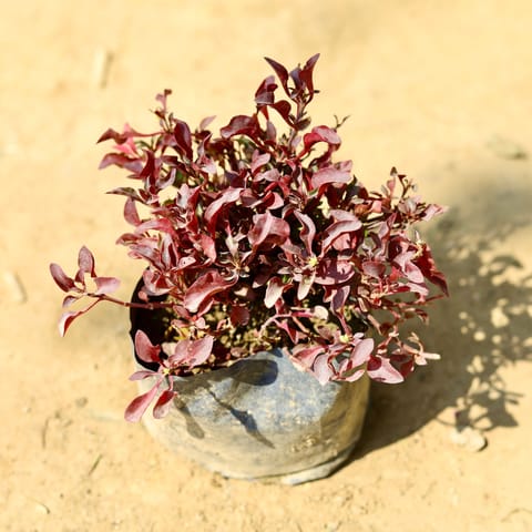 Alternanthera Red in 4 Inch Nursery Bag