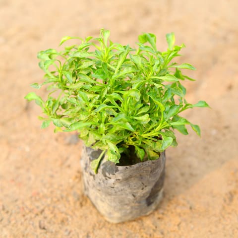 Alternanthera Green in 4 Inch Nursery Bag