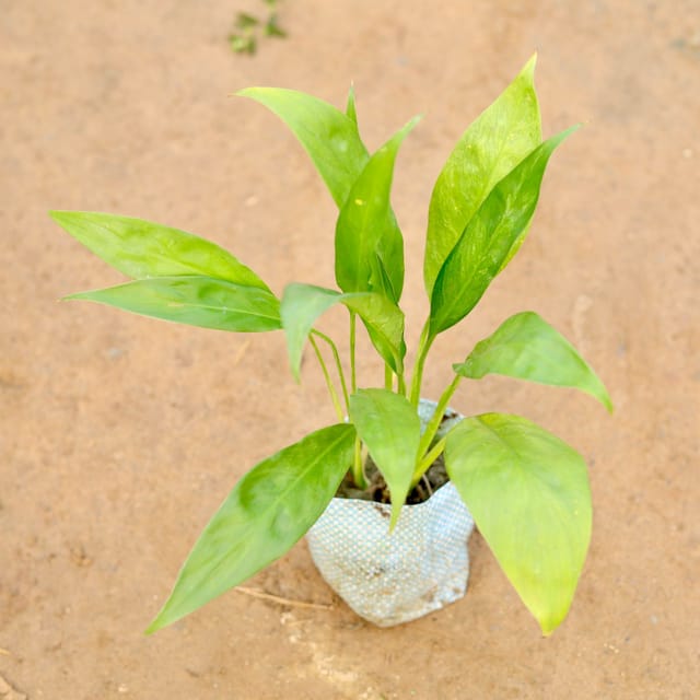 Peace Lily in 3 Inch Nursery Bag