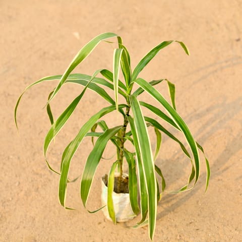 Dracaena Jamaica in 4 Inch Nursery Bag