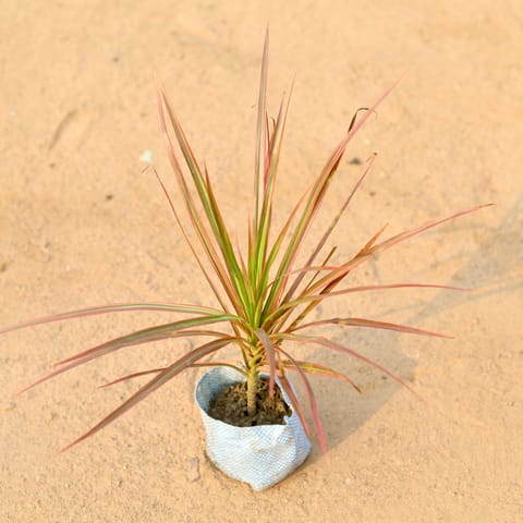 Dracaena Colorama / Marginata Red in 5 Inch Nursery Bag