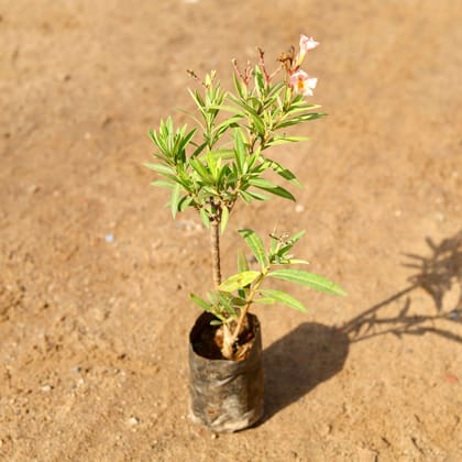 Buy Dwarf Kaner / Oleander (any colour) in 4 Inch Nursery Bag Online | Urvann.com