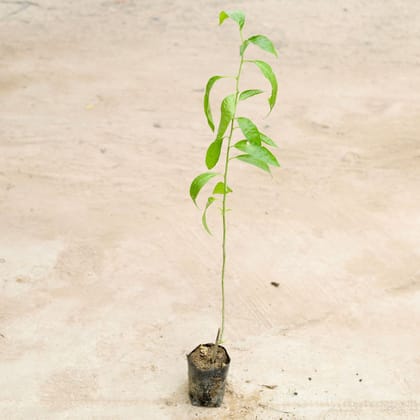 Buy Raat Ki Rani / Night Blooming Jasmine White in 4 Inch Nursery Bag Online | Urvann.com