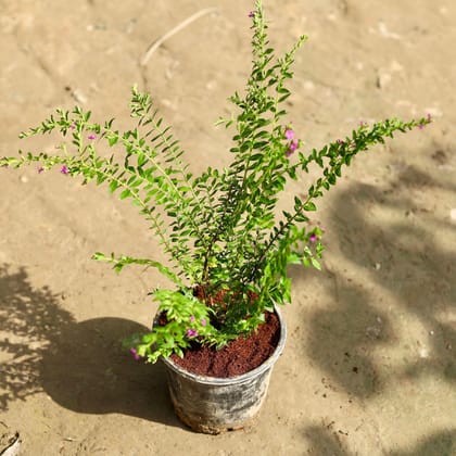Buy Cuphea / False Heather (any colour) in 6 Inch Nursery Pot Online | Urvann.com