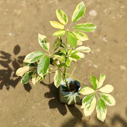 Buy Schefflera Brassia in 4 Inch Nursery Bag Online | Urvann.com