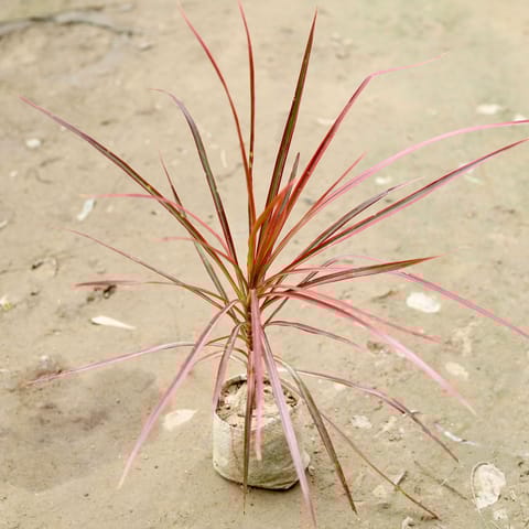 Dracaena Colorama / Marginata in 4 Inch Nursery Bag