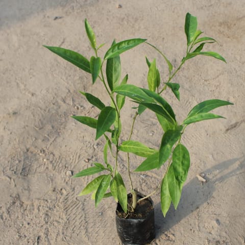 Raat Ki Rani / Night Blooming Jasmine in 6 Inch Nursery Bag