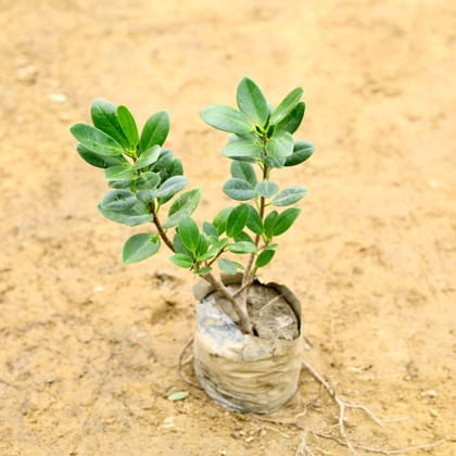 Buy Ficus Long Island in 5 Inch Nursery Bag Online | Urvann.com