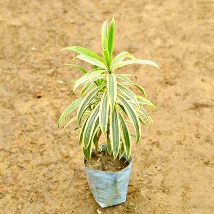 Buy Song of India in 4 Inch Nursery Bag Online | Urvann.com