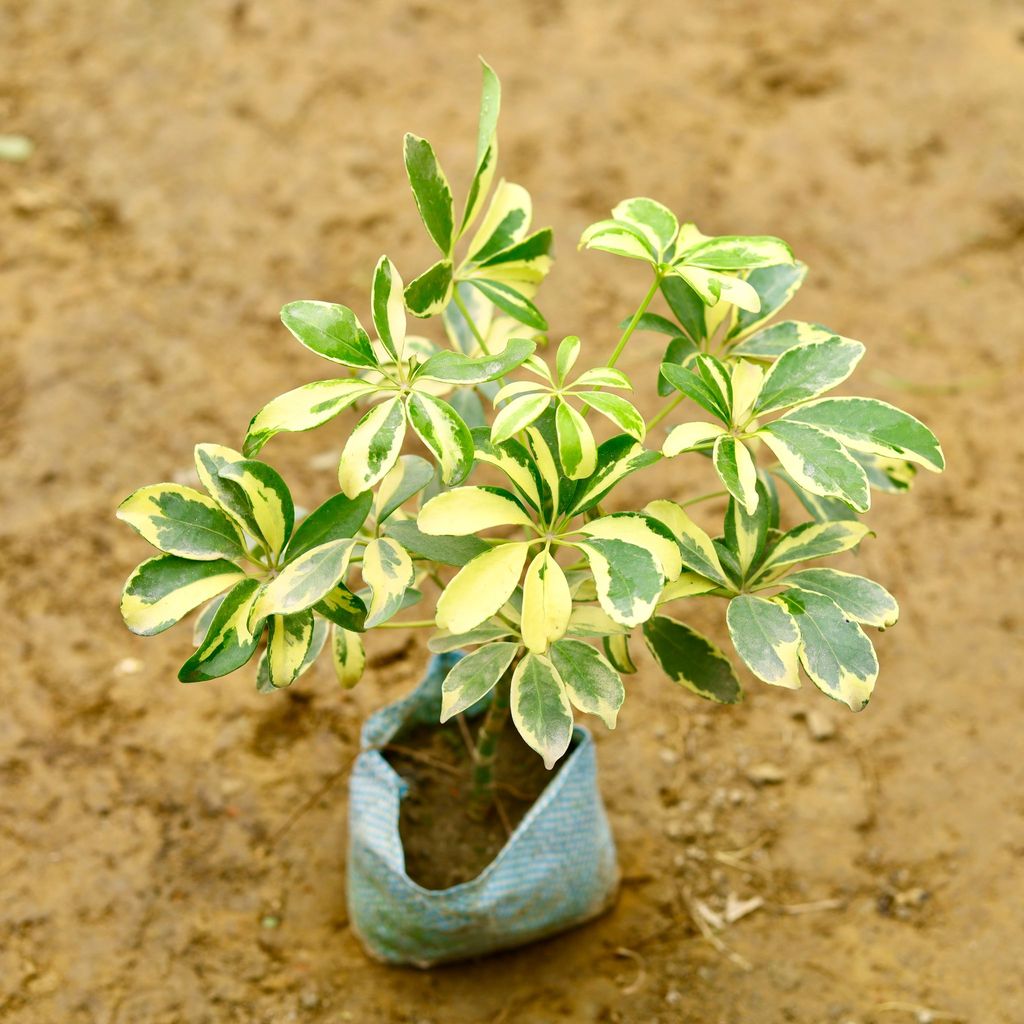Buy Schefflera Variegated in 4 Inch Nursery Bag Online | Urvann.com Schefflera Variegated in 4 Inch Nursery Bag