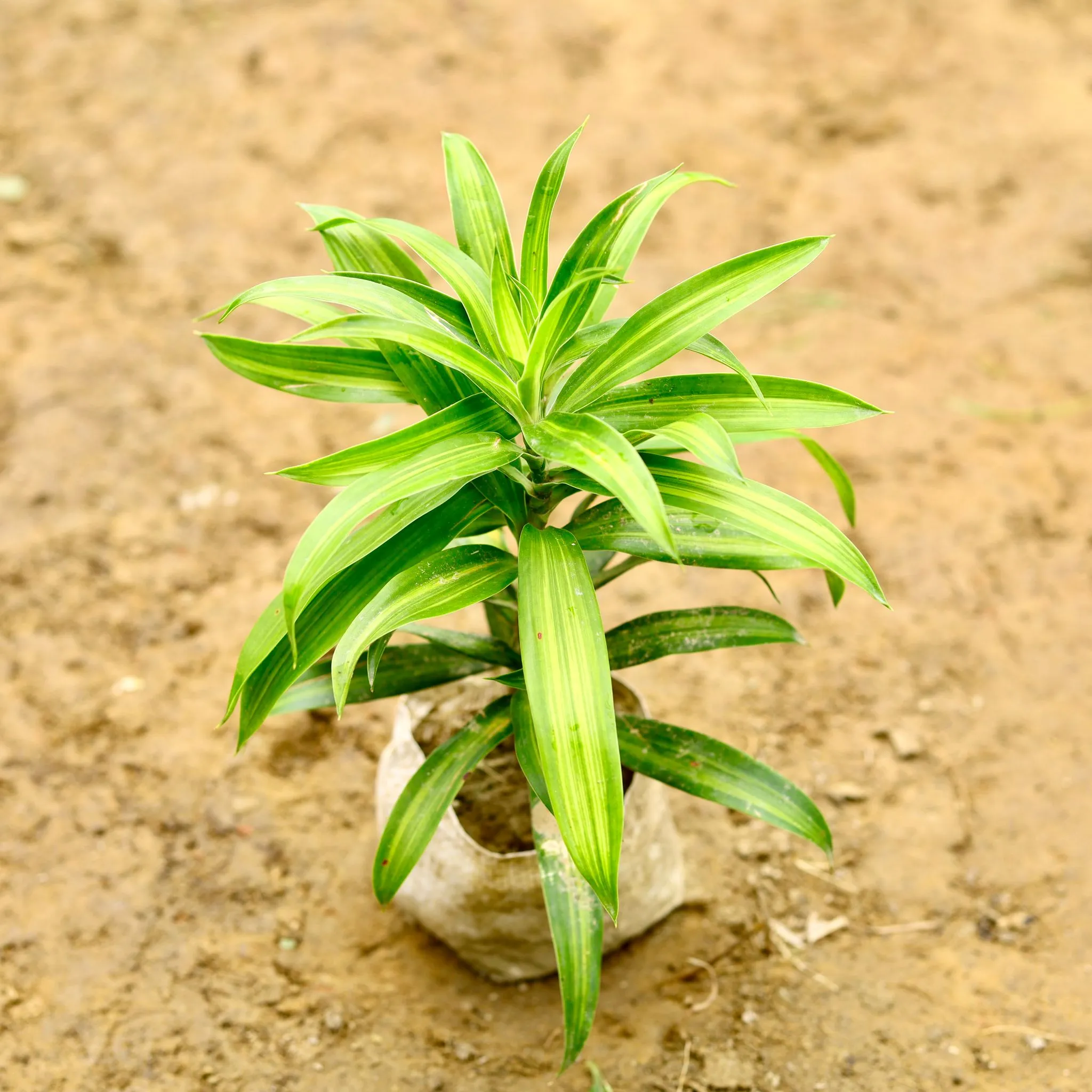Dracaena Messenger in 4 Inch Nursery Bag