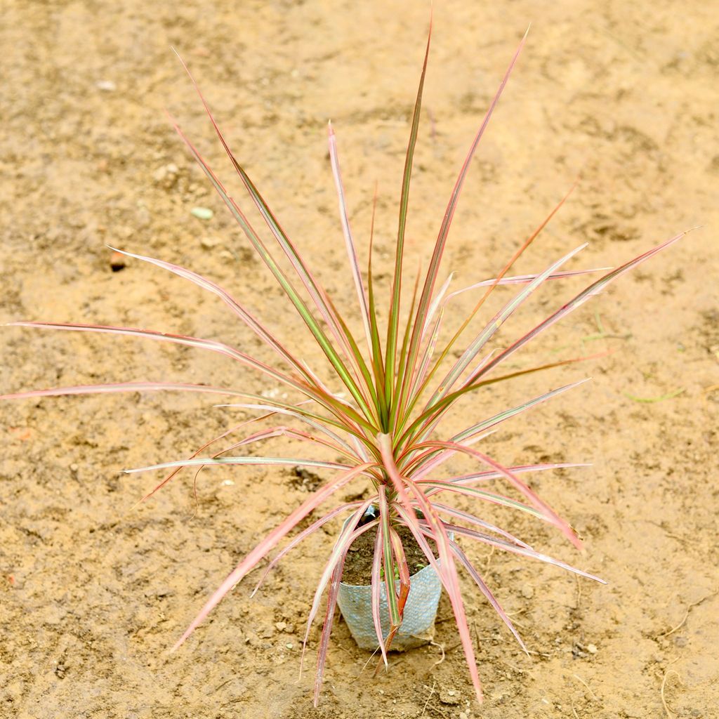 Buy Dracaena Colorama / Marginata Red (~ 1 Ft) in 4 Inch Nursery Bag Online | Urvann.com Dracaena Colorama / Marginata Red (~ 1 Ft) in 4 Inch Nursery Bag