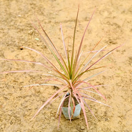 Buy Dracaena Colorama / Marginata Red (~ 1 Ft) in 4 Inch Nursery Bag Online | Urvann.com