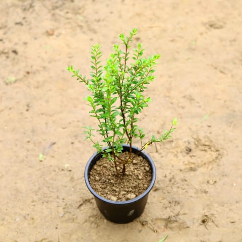Cuphea / False Heather (Any Colour) in 6 Inch Live Plant Nursery Pot
