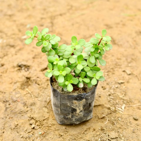 Lucky for Wealth Jade Plant in 5 Inch Nursery Bag