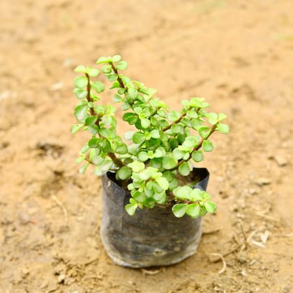Buy Jade Plant in 5 Inch Nursery Bag Online | Urvann.com