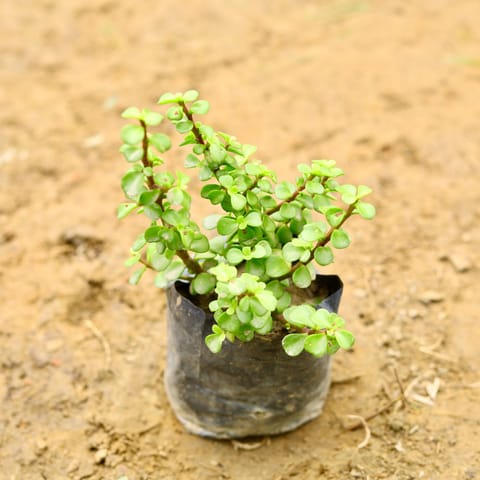 Jade Plant in 5 Inch Nursery Bag