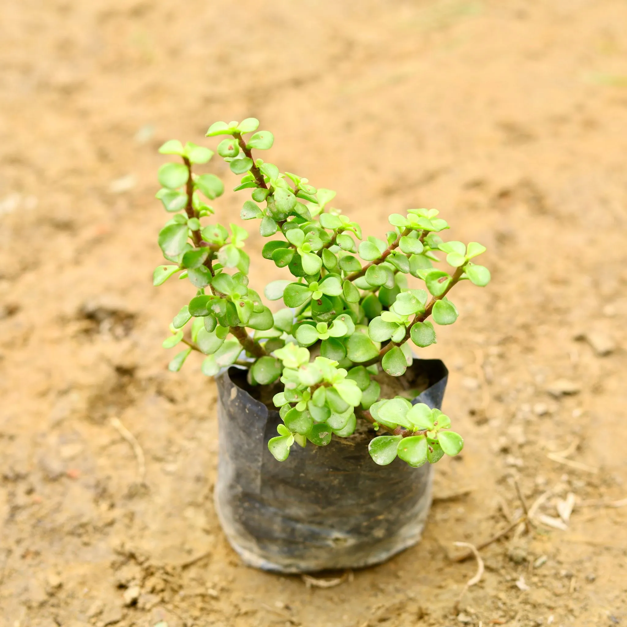 Jade Plant in 5 Inch Nursery Bag