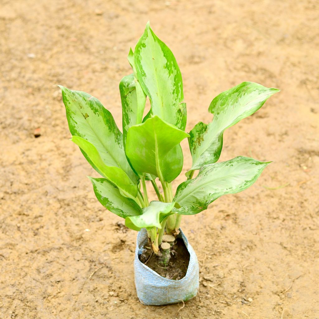 Buy Aglaonema (~ 1 Ft) in 5 Inch Nursery Bag Online | Urvann.com Aglaonema (~ 1 Ft) in 5 Inch Nursery Bag