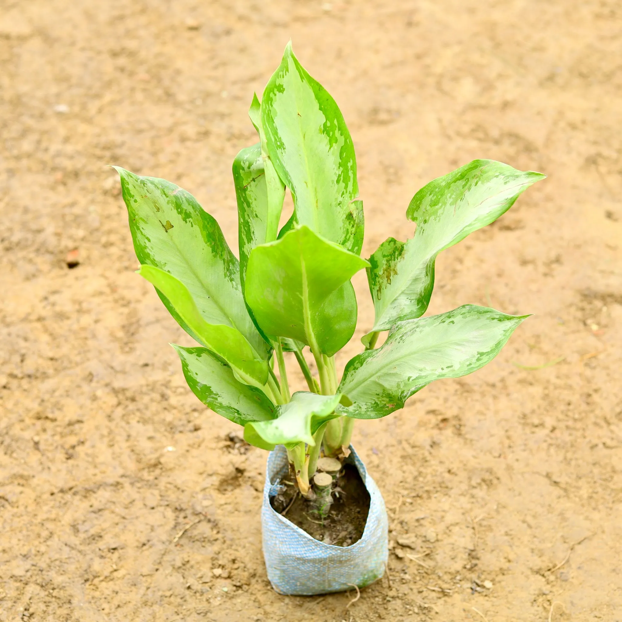 Aglaonema (~ 1 Ft) in 5 Inch Nursery Bag