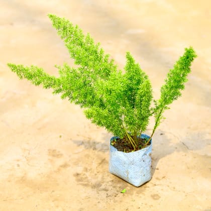 Buy Asparagus Mary in 4 Inch Nursery Bag Online | Urvann.com