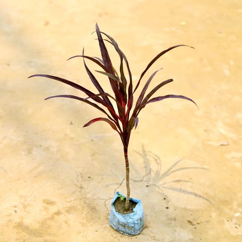 Dracaena Red Long Leaf in 4 Inch Live Plant Nursery Bag