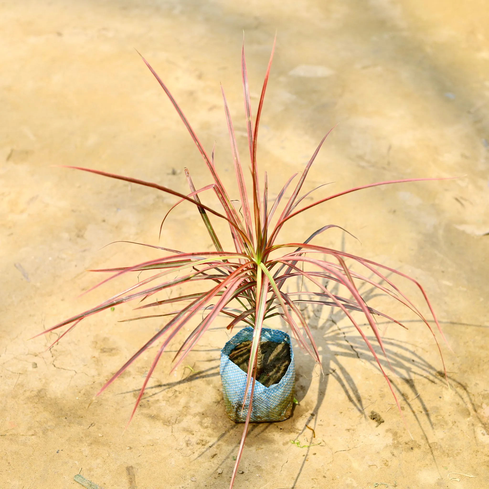 Dracaena Colorama / Marginata Red in 4 Inch Nursery Bag
