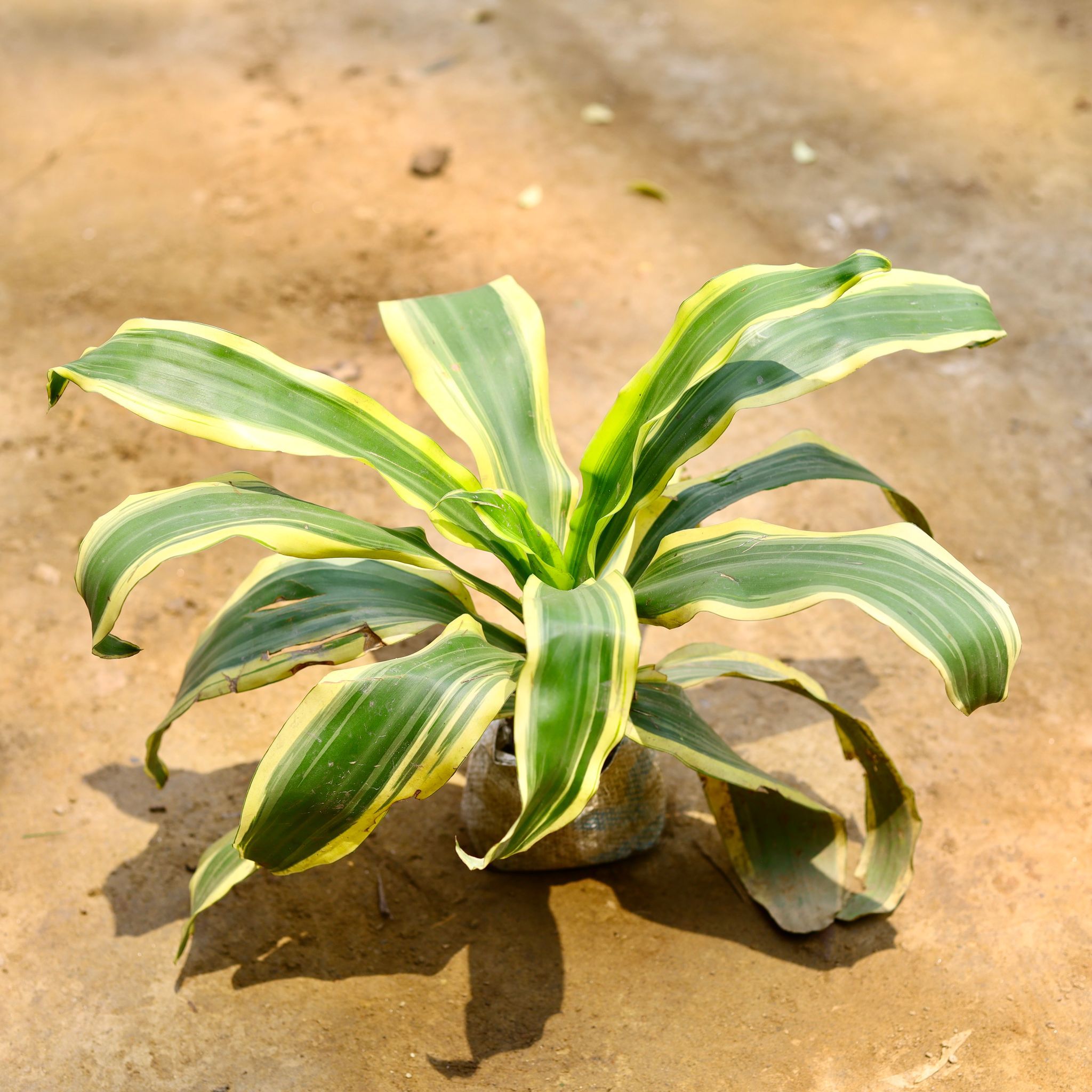 Dracaena Victoria in 4 Inch Nursery Bag