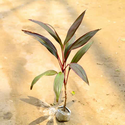 Dracaena Mahatma in 4 Inch Nursery Bag
