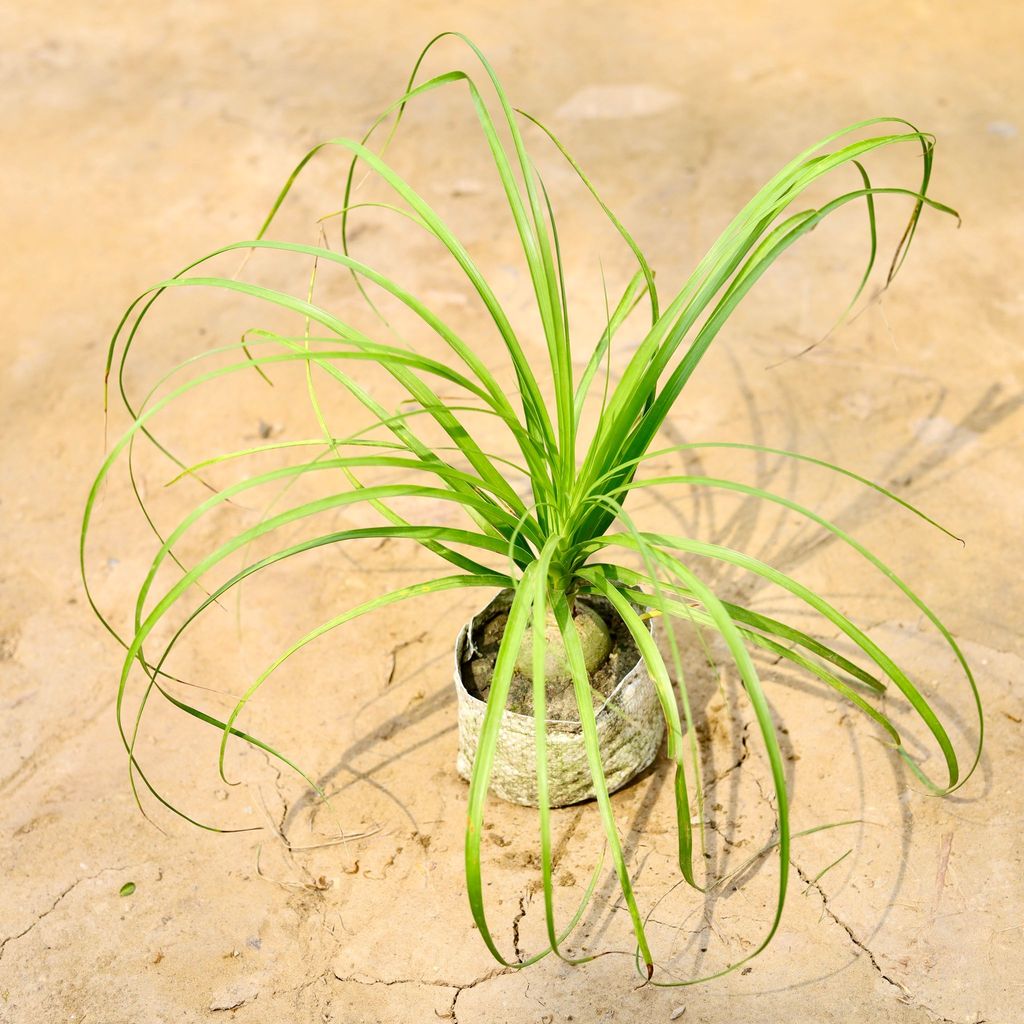 Buy Nolina / Lolina Palm in 4 Inch Nursery Bag Online | Urvann.com Nolina / Lolina Palm in 4 Inch Nursery Bag