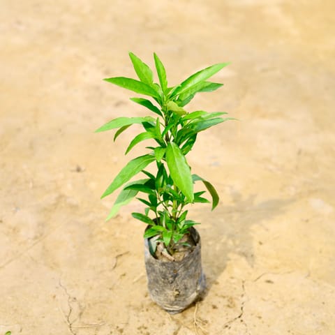 Sukh Shanti in 4 Inch Nursery Bag