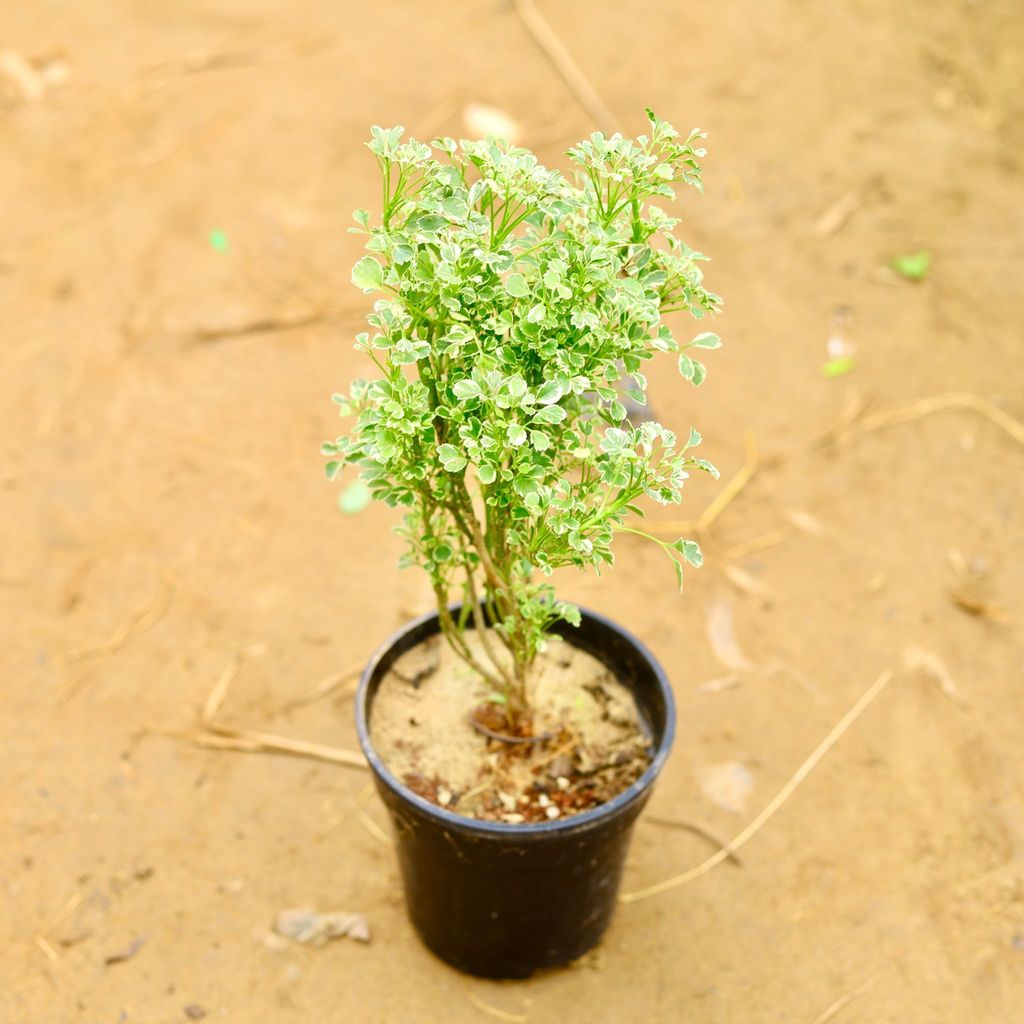 Buy Aralia White in 6 Inch Nursery Pot Online | Urvann.com Aralia White in 6 Inch Nursery Pot