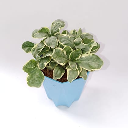 Buy Alternanthera Variegated in 4 Inch Blue Marble Premium Diamanti Plastic Pot Online | Urvann.com