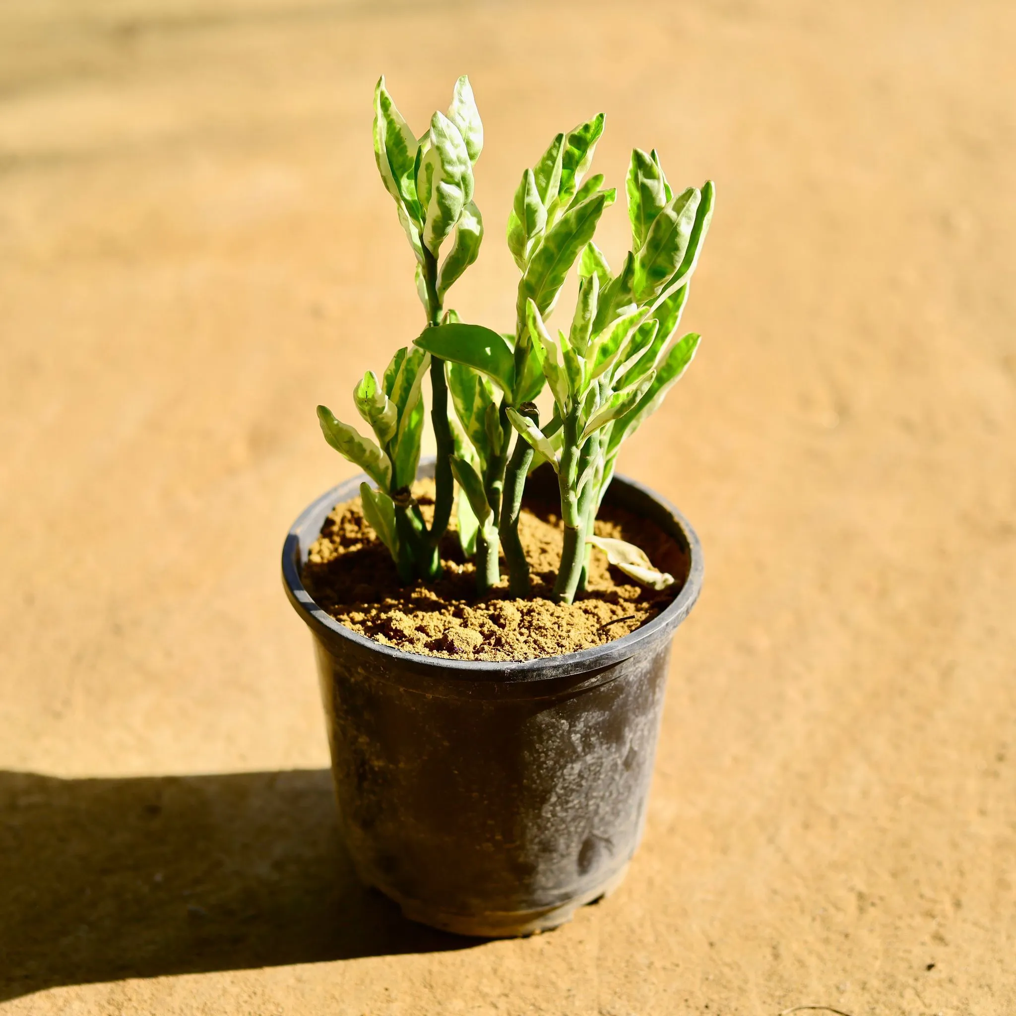 Pedilanthus / Devil's Backbone in 6 Inch Nursery Pot