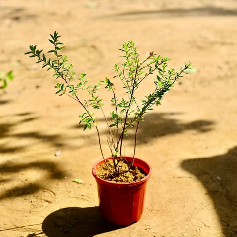 Cuphea / False Heather (any colour) in 6 Inch Red Super Nursery Pot