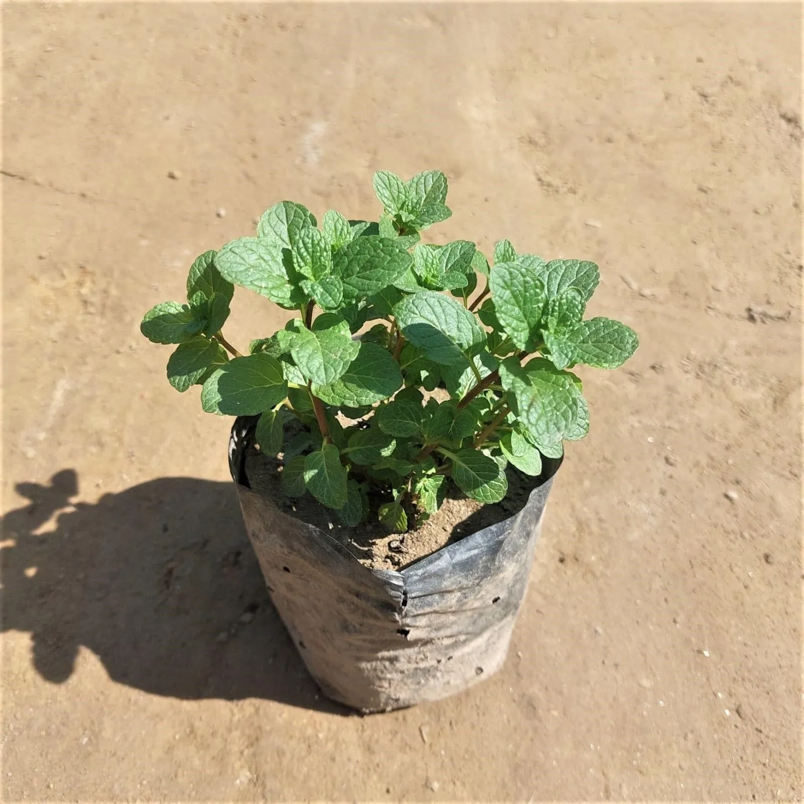 Mint/Pudina in 4 Inch Nursery Bag