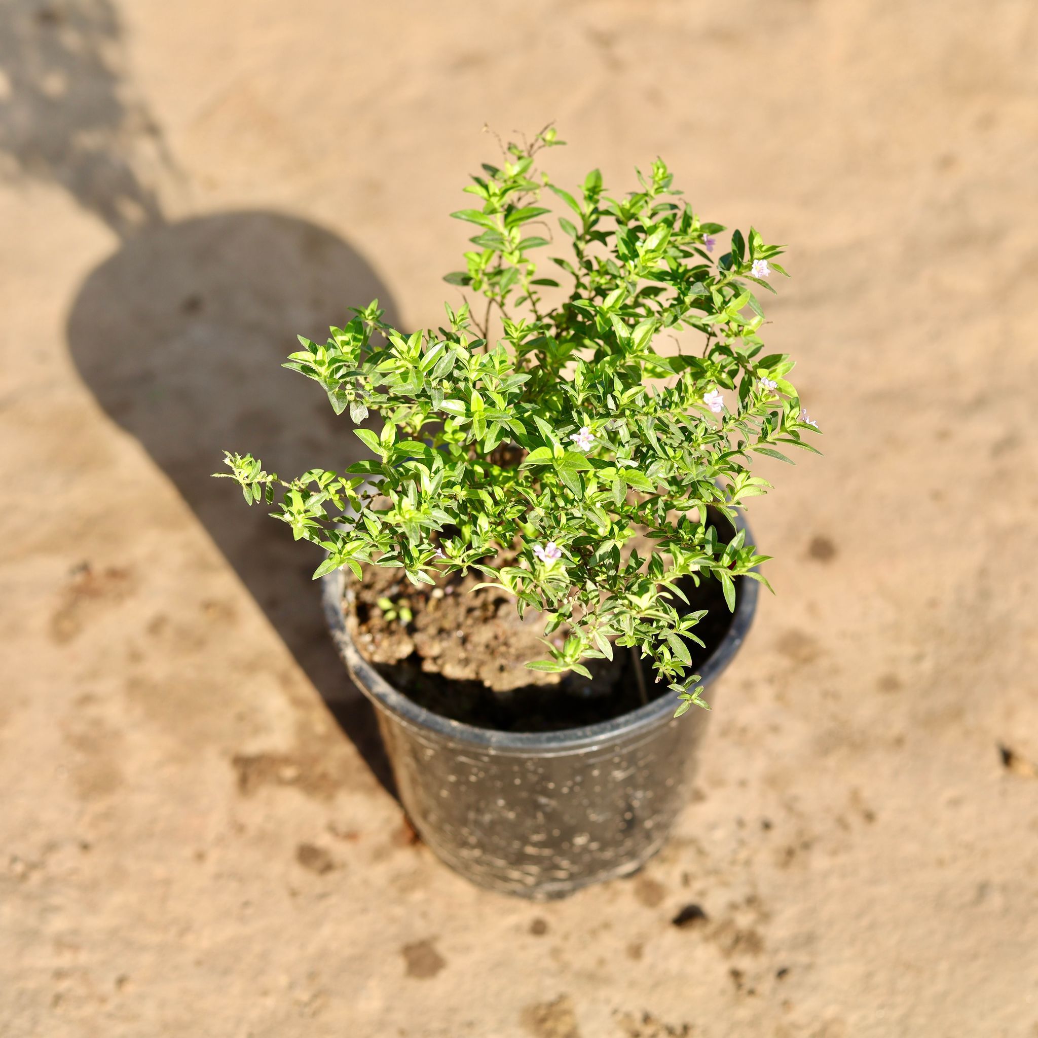 Cuphea / False Heather ( Any Colour) in 6 Inch Nursery Pot