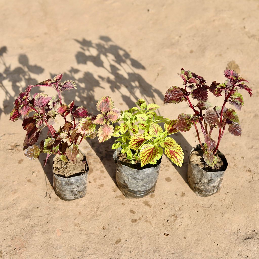 Buy Set Of 3 - Coleus Red, Green & Red Brown in 4 Inch Nursery Bag Online | Urvann.com Set Of 3 - Coleus Red, Green & Red Brown in 4 Inch Nursery Bag