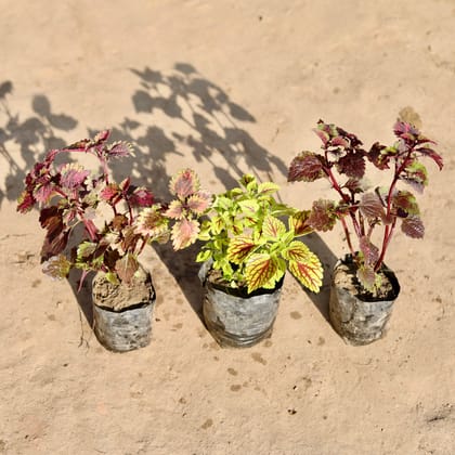 Buy Set Of 3 - Coleus Red, Green & Red Brown in 4 Inch Nursery Bag Online | Urvann.com