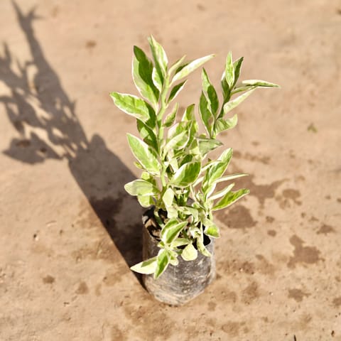 Pedilianthus / Devil's Backbone Variegated in 4 Inch Nursery Bag