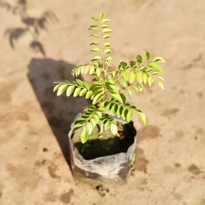Buy Curry Patta in 4 Inch Nursery Bag Online | Urvann.com