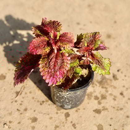 Buy Coleus Brown in 4 Inch Nursery Pot Online | Urvann.com