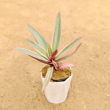 Buy Rhoeo / Durangi Pink in 4 Inch White Premium Diamanti Plastic Pot Online | Urvann.com