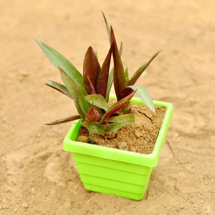 Buy Rhoeo / Durangi in 4 Inch Green Premium Orchid Square Plastic Pot Online | Urvann.com