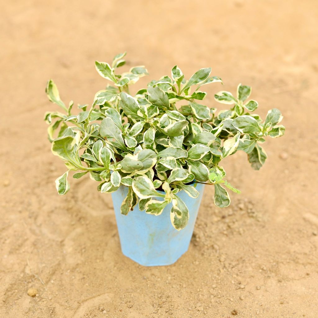 Buy Alternanthera White in 4 Inch Blue Marble Premium Diamanti Plastic Pot Online | Urvann.com Alternanthera White in 4 Inch Blue Marble Premium Diamanti Plastic Pot