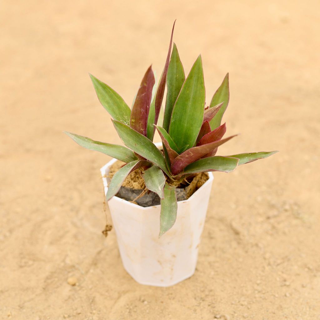 Buy Rhoeo / Durangi in 4 Inch White Premium Diamanti Plastic Pot Online | Urvann.com Rhoeo / Durangi in 4 Inch White Premium Diamanti Plastic Pot